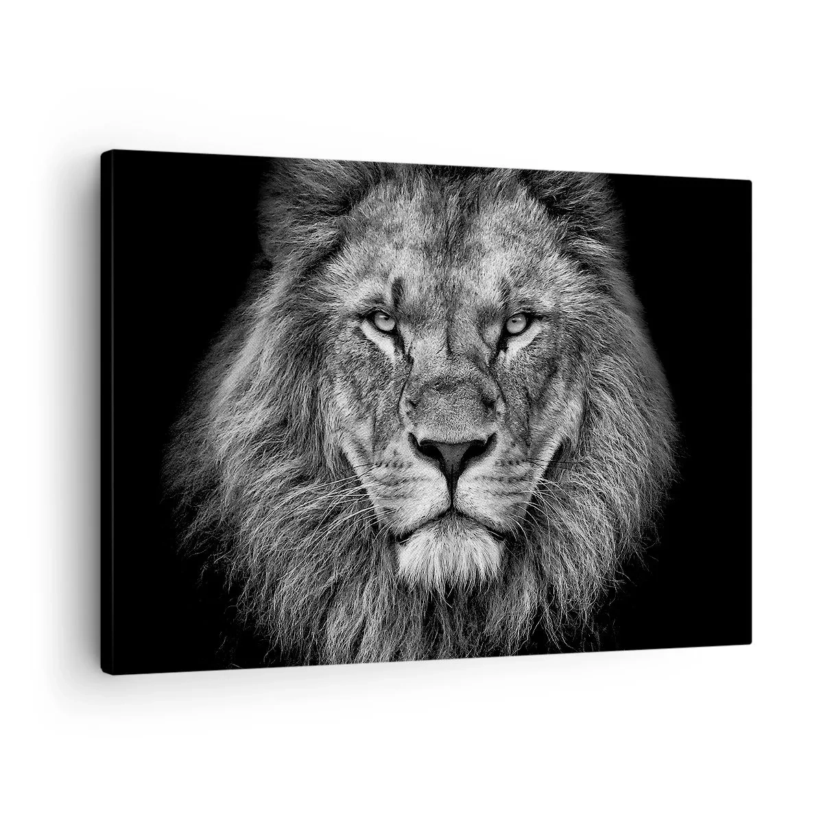 Obraz na plátně - Portrét majestátního lva v černé a bílé - 70x50cm - V korunovačním oděvu - Moderní nástěnná dekorace do obývacího pokoje a ložnice ARTTOR