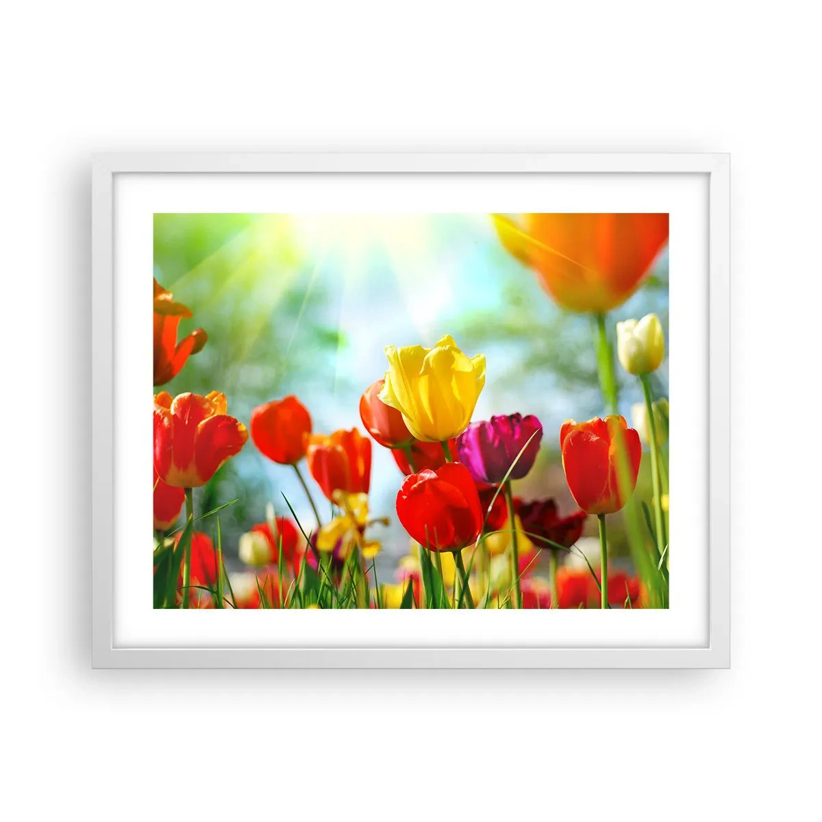 Plakát v bílém rámu - Všechny barvy slunce - 50x40 cm