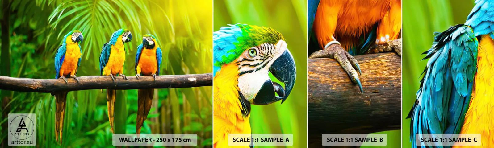 Fototapeta Vzorek Standard Eco - Slyšela jsi, že ona…? - Ptactvo, Papoušci, Příroda - 100x30 cm