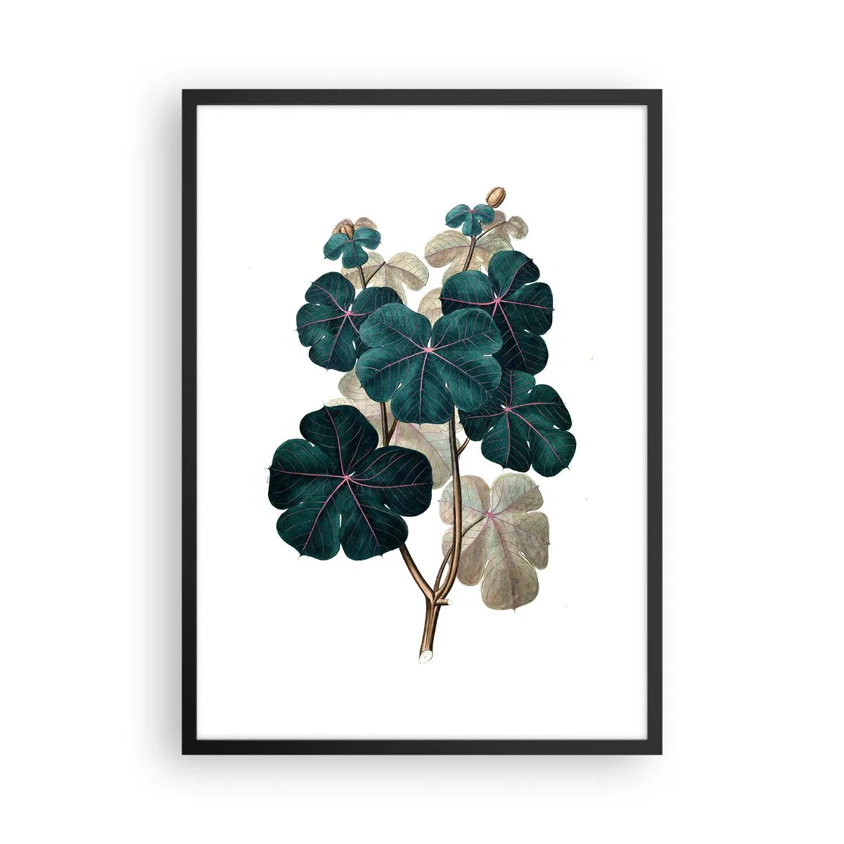 Plakát v černém rámu - Botanická ilustrace s tmavě zelenými listy na světlém pozadí - 50x70cm - Ze starého herbáře - Moderní nástěnná dekorace do obývacího pokoje a ložnice ARTTOR