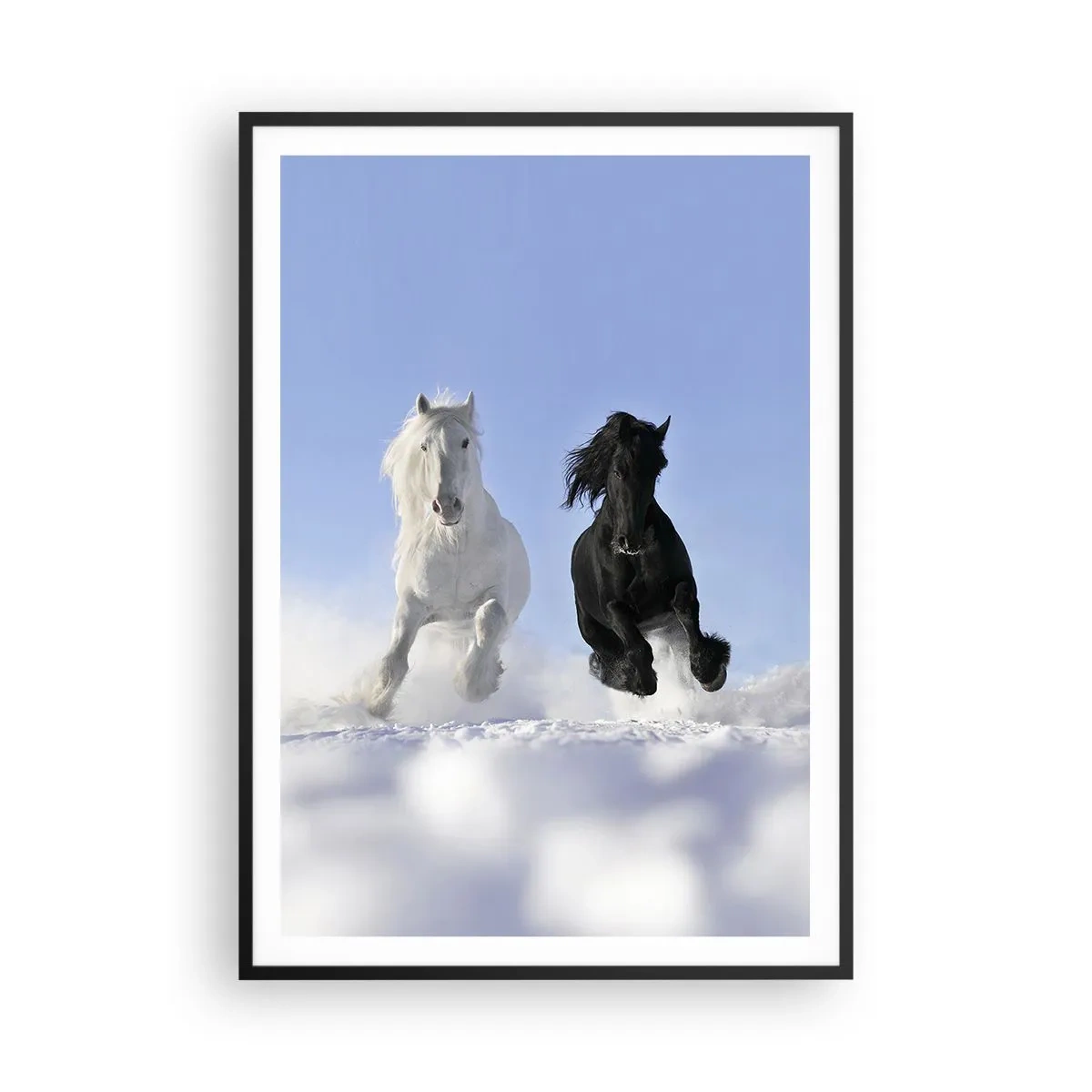 Plakát v černém rámu - Černo-bílý cval - 70x100 cm