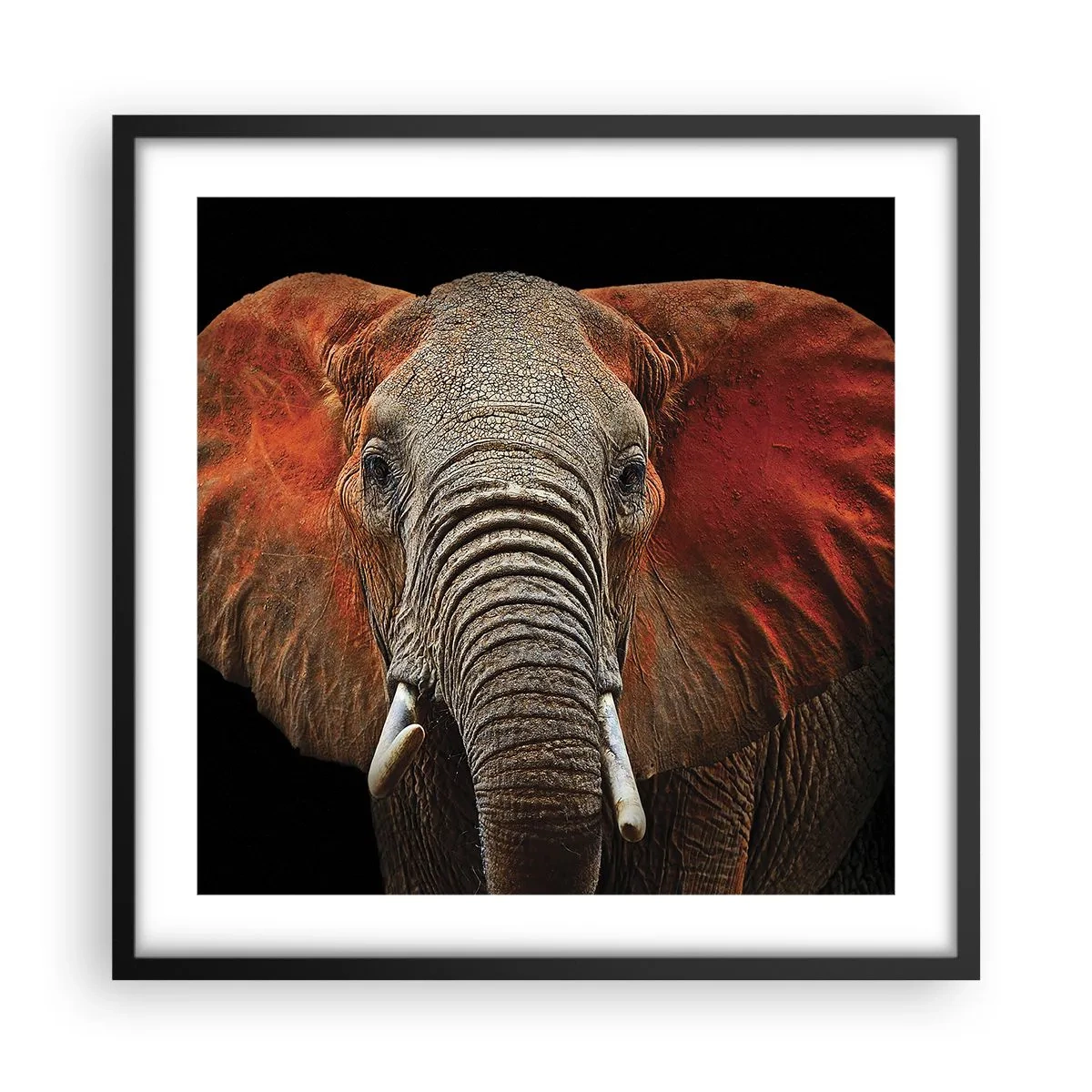 Plakát v černém rámu - Jsem divoký, a ty? - 50x50 cm