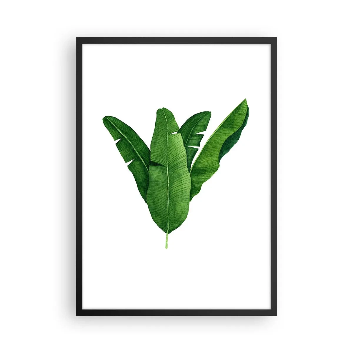 Plakát v černém rámu - Akvarelová ilustrace symetricky uspořádaných banánových listů na bílém pozadí. - 50x70cm - Zelená symetrie - Moderní nástěnná dekorace do obývacího pokoje a ložnice ARTTOR
