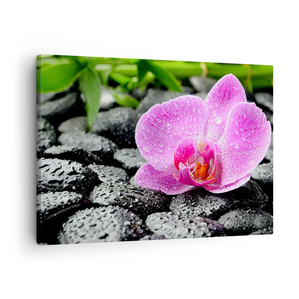 Obraz na plátně - Růžová orchidej na mokrých černých kamenech se zelenými listy - 70x50cm - Jako otevřené srdce - Moderní nástěnná dekorace do obývacího pokoje a ložnice ARTTOR