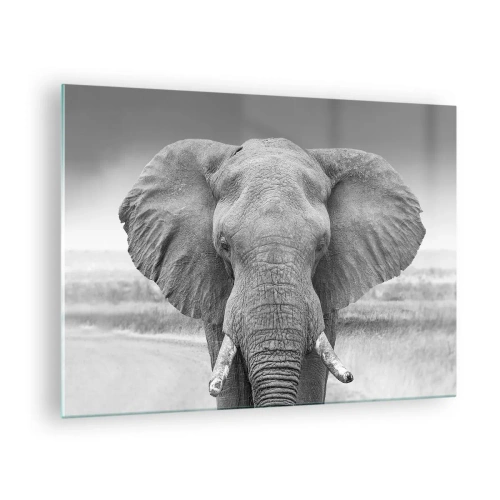 Obraz na skle - Černobílý portrét slona v savaně - 70x50cm - Vítejte v mém světě - Moderní nástěnná dekorace do obývacího pokoje a ložnice ARTTOR