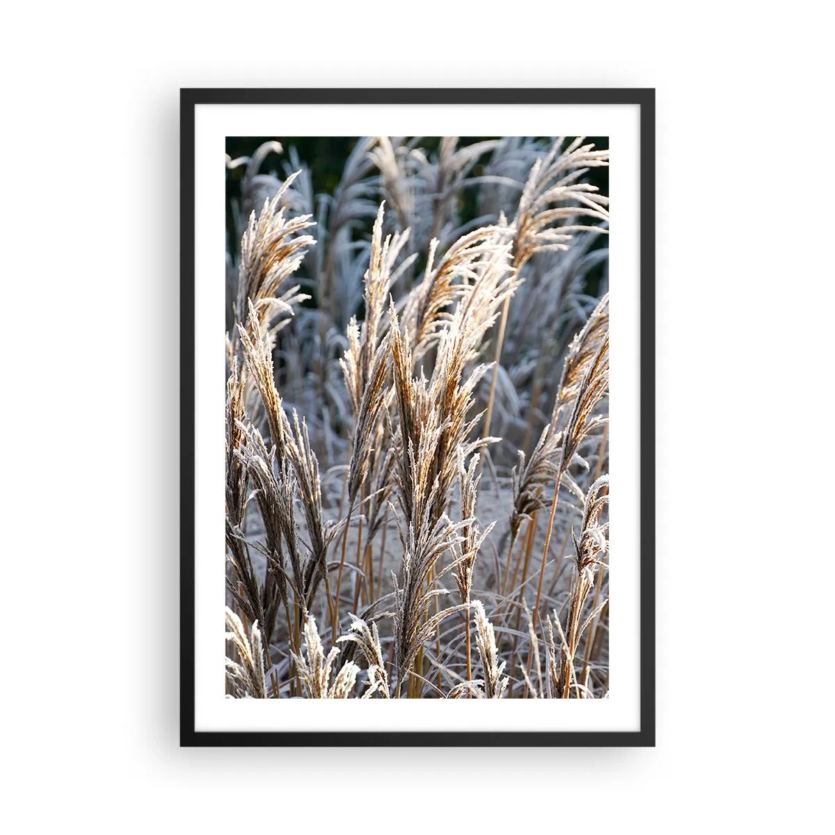 Plakát v černém rámu - Sušené trávy pokryté mrazem v zimní krajině - 50x70cm - Mrazem pokryté - Moderní nástěnná dekorace do obývacího pokoje a ložnice ARTTOR