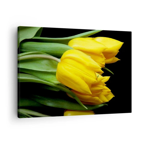 Obraz na plátně - Kytice žlutých tulipánů na černém pozadí - 70x50cm - Vznikly z čistého slunce - Moderní nástěnná dekorace do obývacího pokoje a ložnice ARTTOR