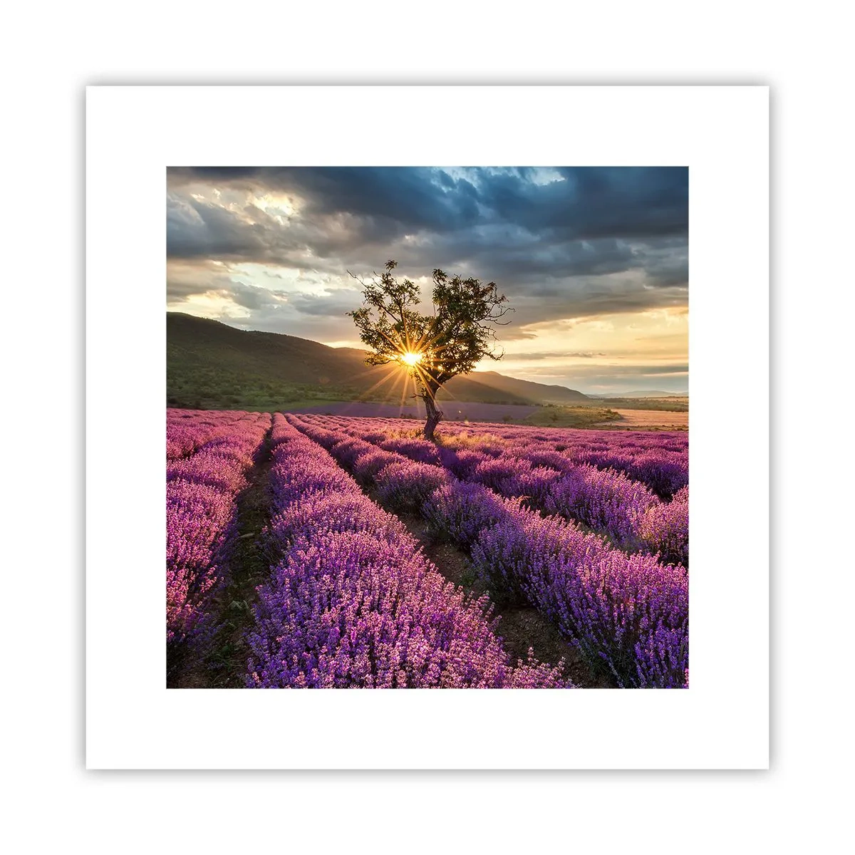 Plakát - Aroma v barvě lila - 30x30 cm