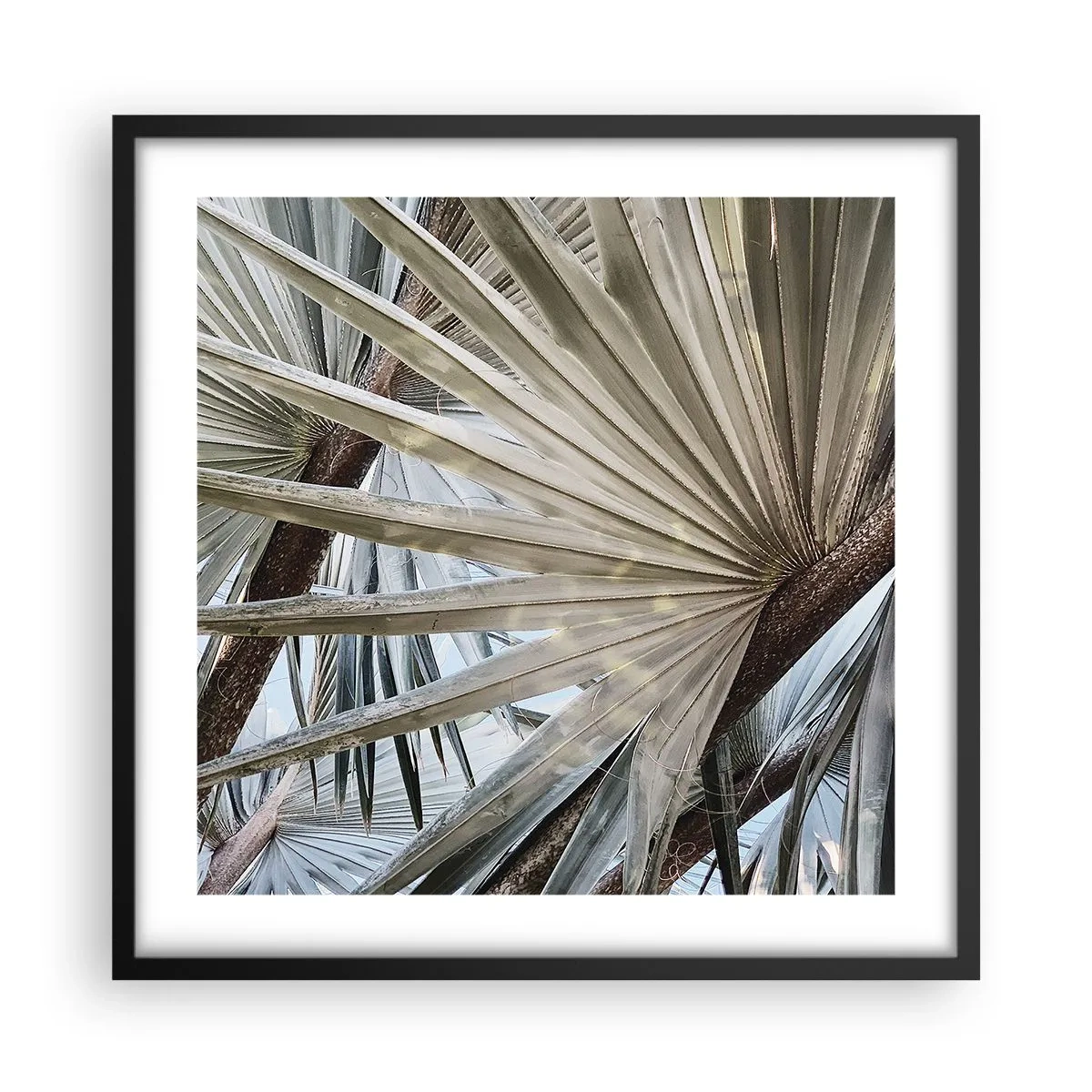 Plakát v černém rámu - Vějíře v tropech - 50x50 cm