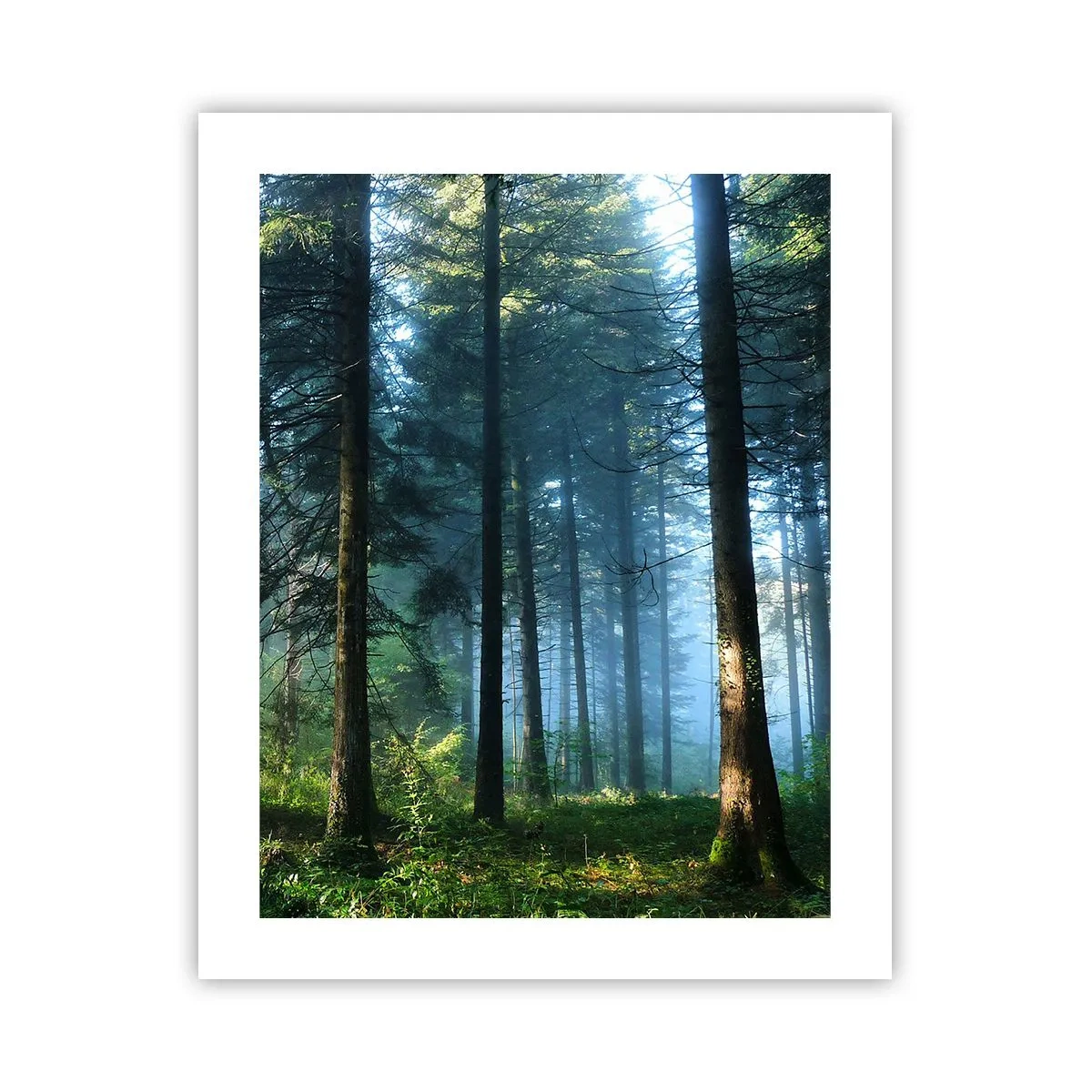 Plakát - Zářící za úsvitu - 40x50 cm