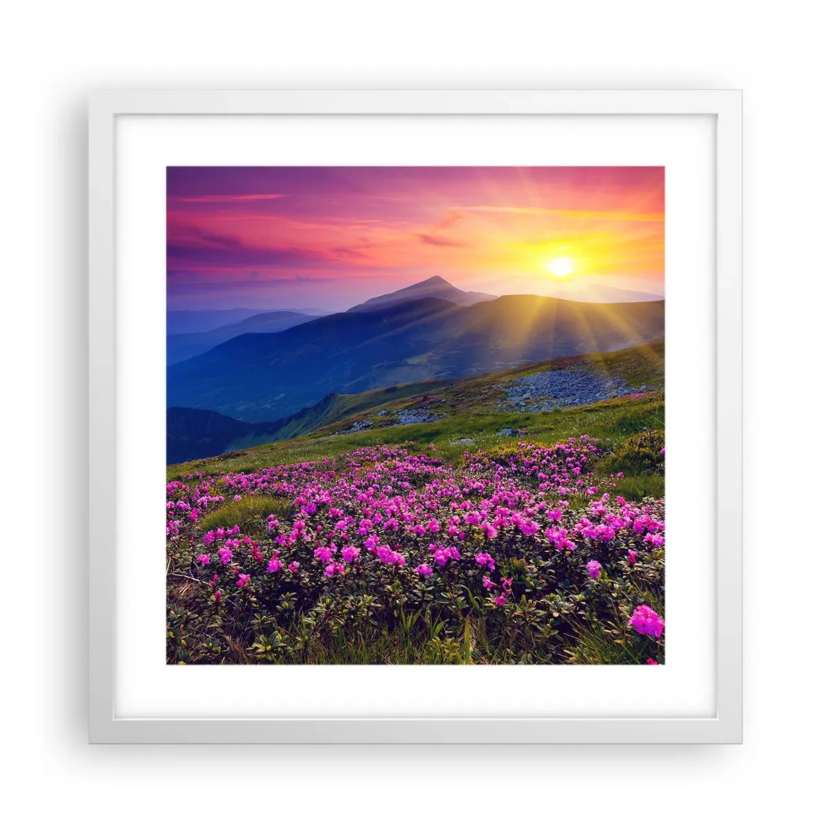 Plakát v bílém rámu - …A kolem voní kosodřevina a voní byliny - 40x40 cm