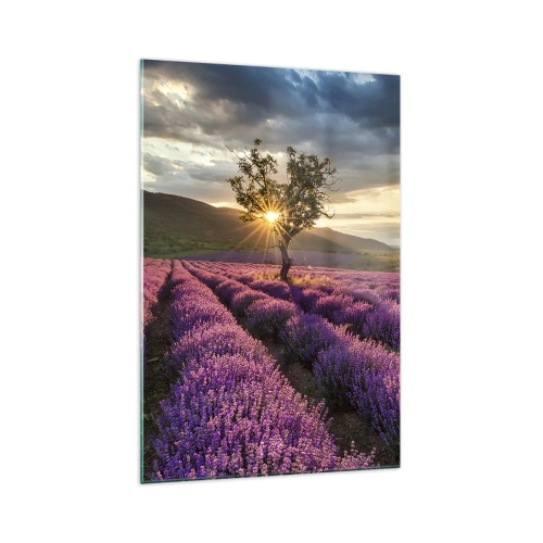 Obraz na skle - Aroma v barvě lila - 70x100 cm