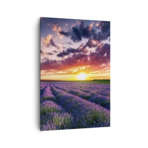 Obraz na plátně - Levandulový svět - 70x100 cm
