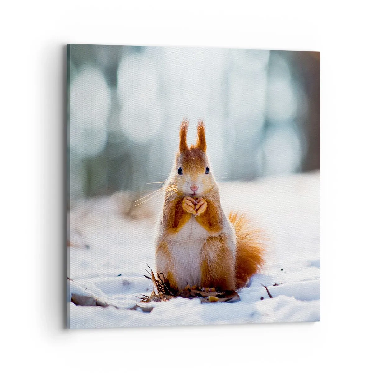 Obraz na plátně - Co se tak díváš? - 70x70 cm