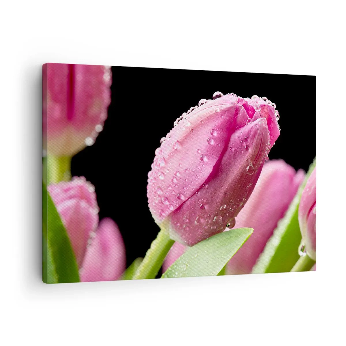Obraz na plátně - Růžový tulipán s kapkami vody na černém pozadí - 70x50cm - Liliový sen v rose - Moderní nástěnná dekorace do obývacího pokoje a ložnice ARTTOR