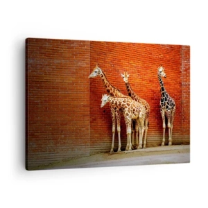 Obraz na plátně - Čtyři žirafy u cihlové zdi v uměleckém prostředí - 70x50cm - Vidíte nějaký akát? - Moderní nástěnná dekorace do obývacího pokoje a ložnice ARTTOR
