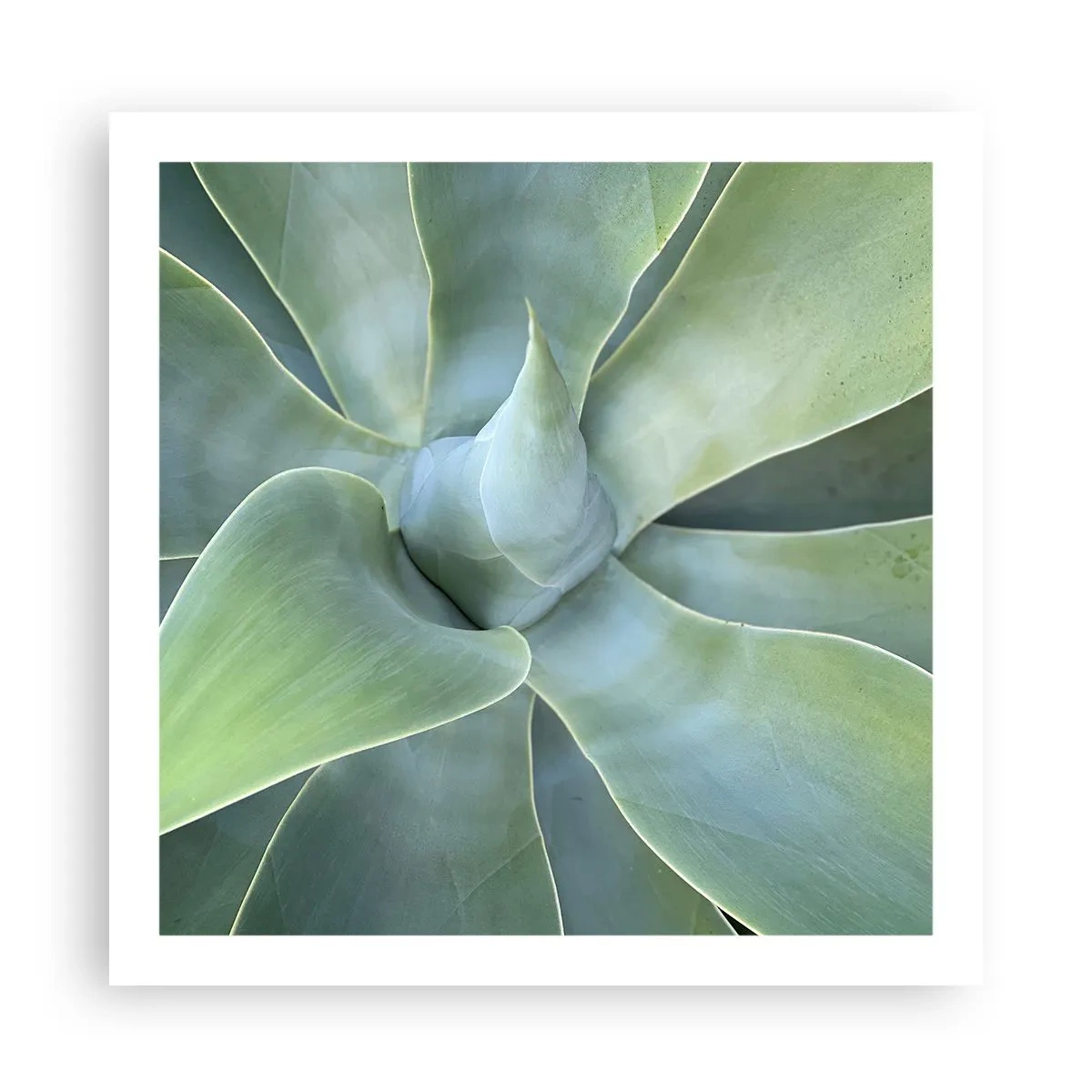 Plakát - Zrození zeleně - 60x60 cm