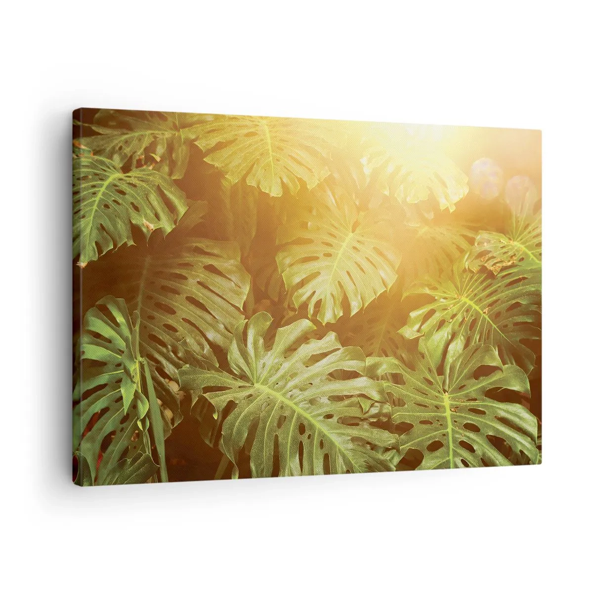 Obraz na plátně - Listy monstery na slunci na přirozeném pozadí - 70x50cm - Vstoupit do zeleně… - Moderní nástěnná dekorace do obývacího pokoje a ložnice ARTTOR