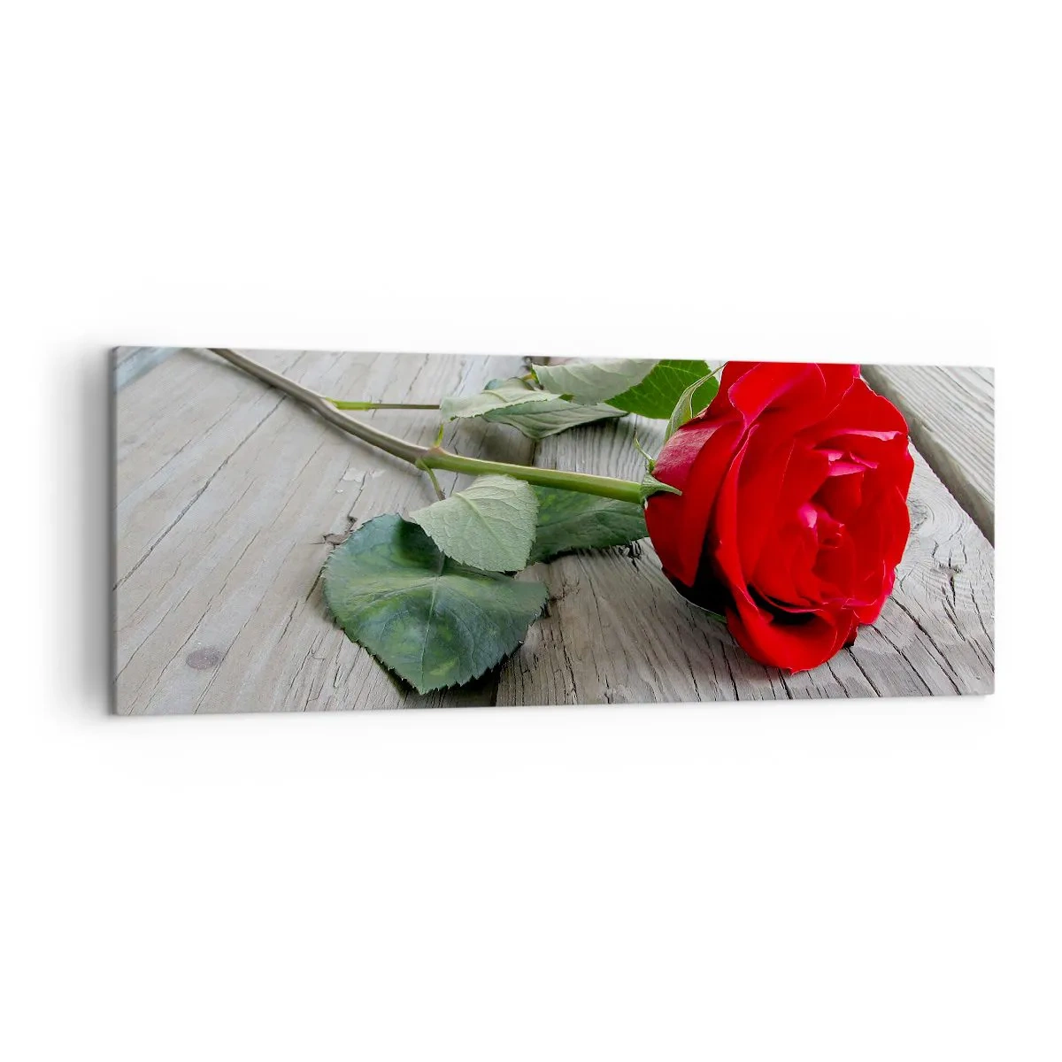 Obraz na plátně - Studie v šarlatové - 140x50 cm