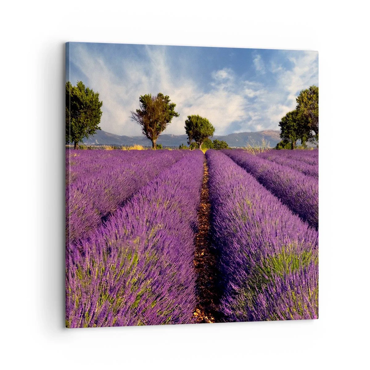 Obraz na plátně - Levandulová pole - 60x60 cm
