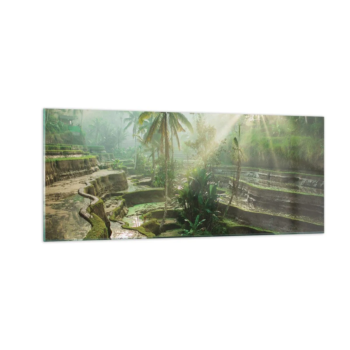 Obraz na skle - Vyrůstát na slunci - 100x40 cm