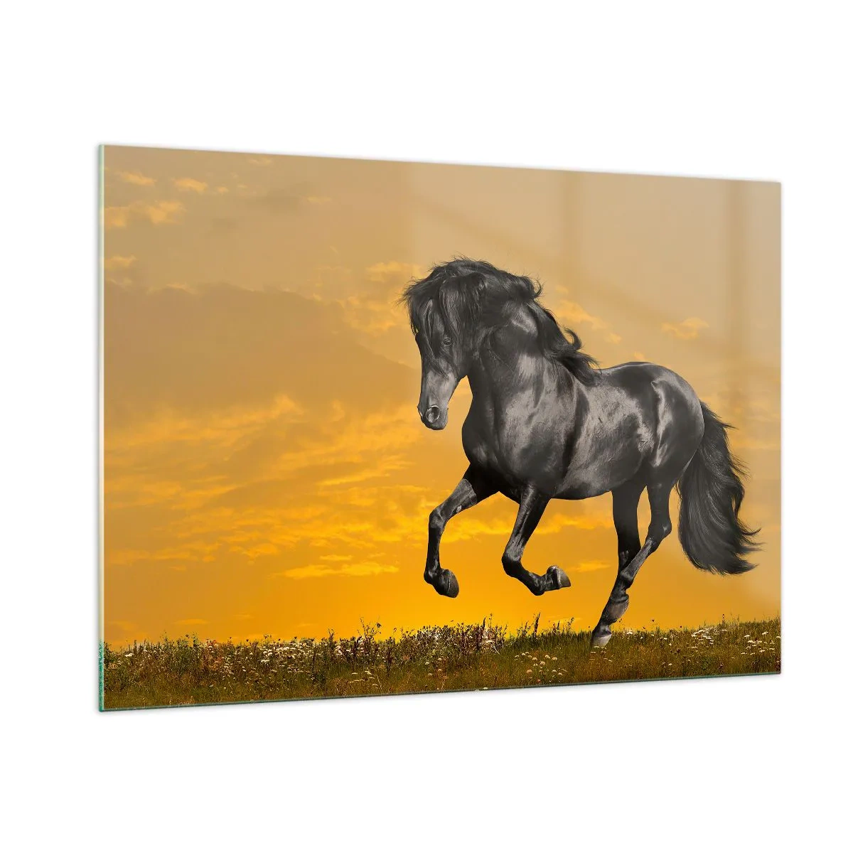 Obraz na skle - Krásný, svobodný a divoký - 100x70 cm