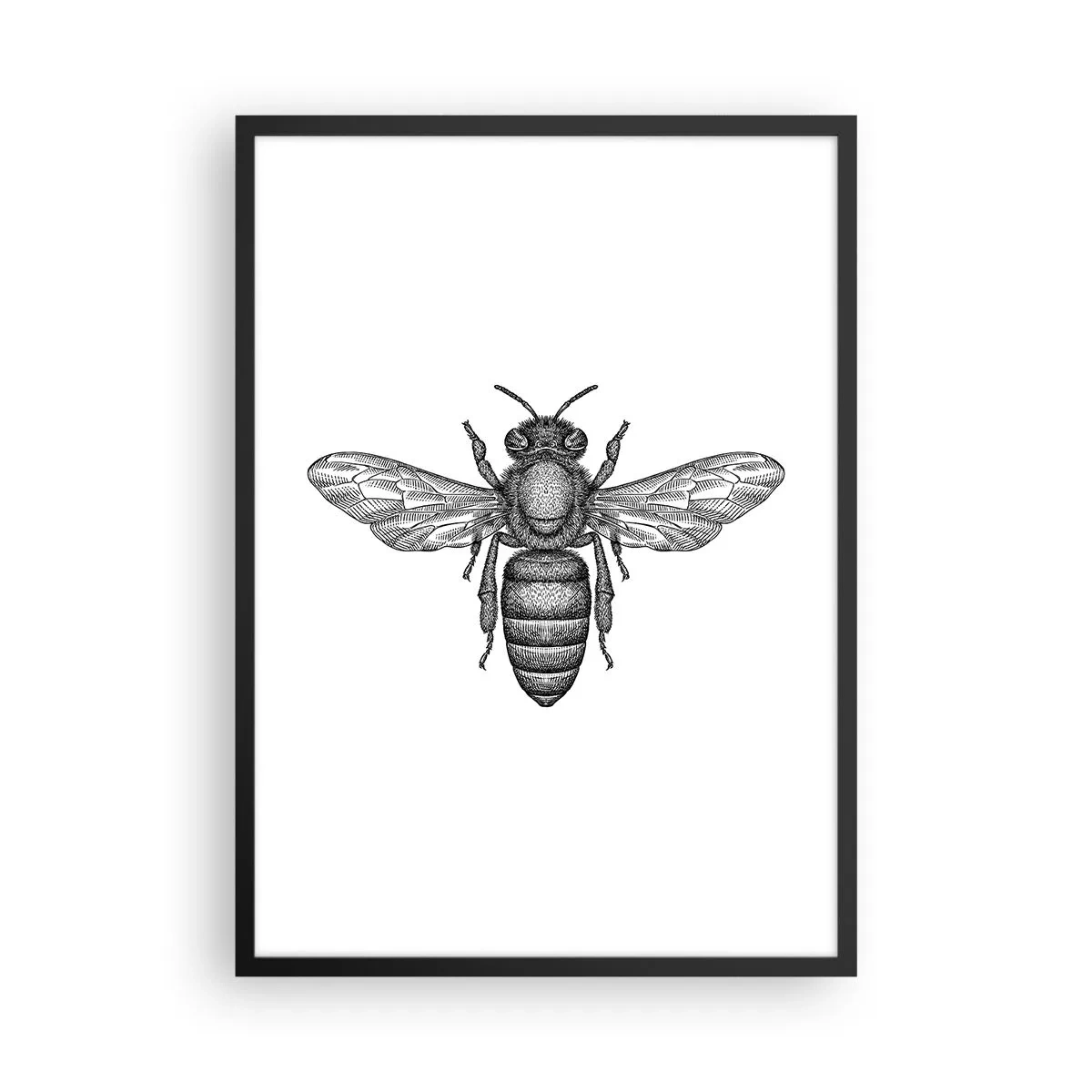 Plakát v černém rámu - Přesná ilustrace včely na bílém pozadí - 50x70cm - Hmyzí portrét - Moderní nástěnná dekorace do obývacího pokoje a ložnice ARTTOR