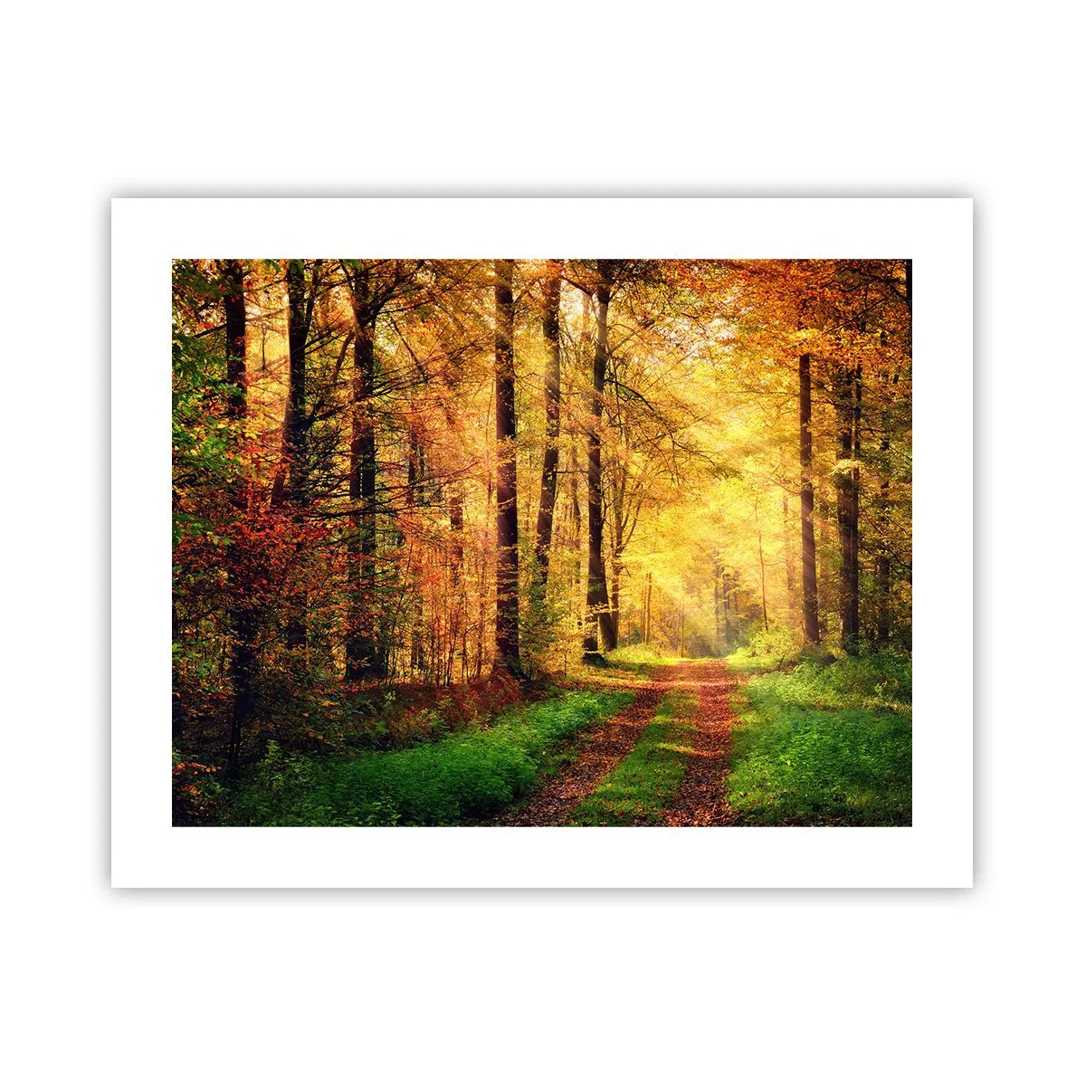 Plakát - Lesně-zlaté ticho - 50x40 cm