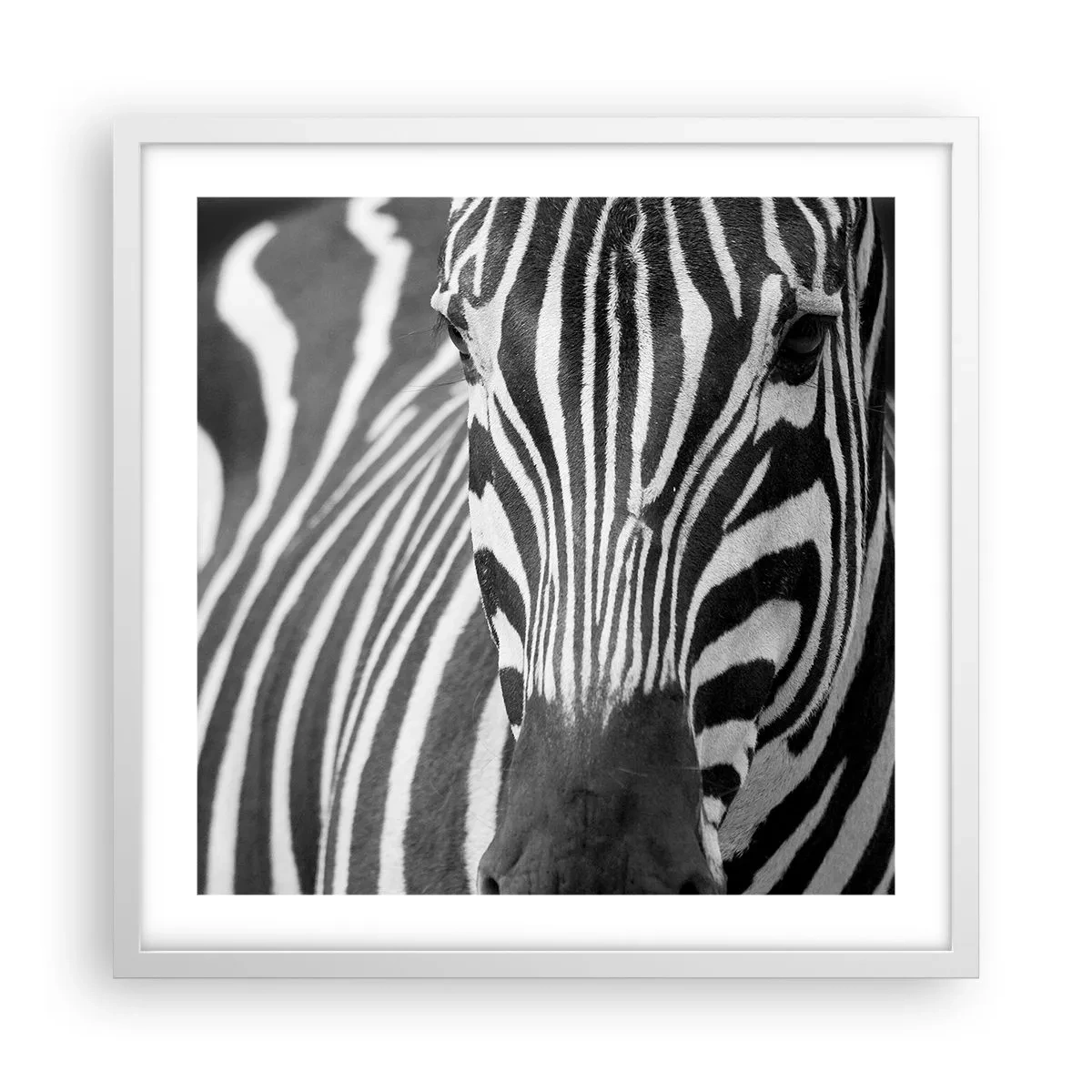 Plakát v bílém rámu - Svět je černo-bílý - 50x50 cm