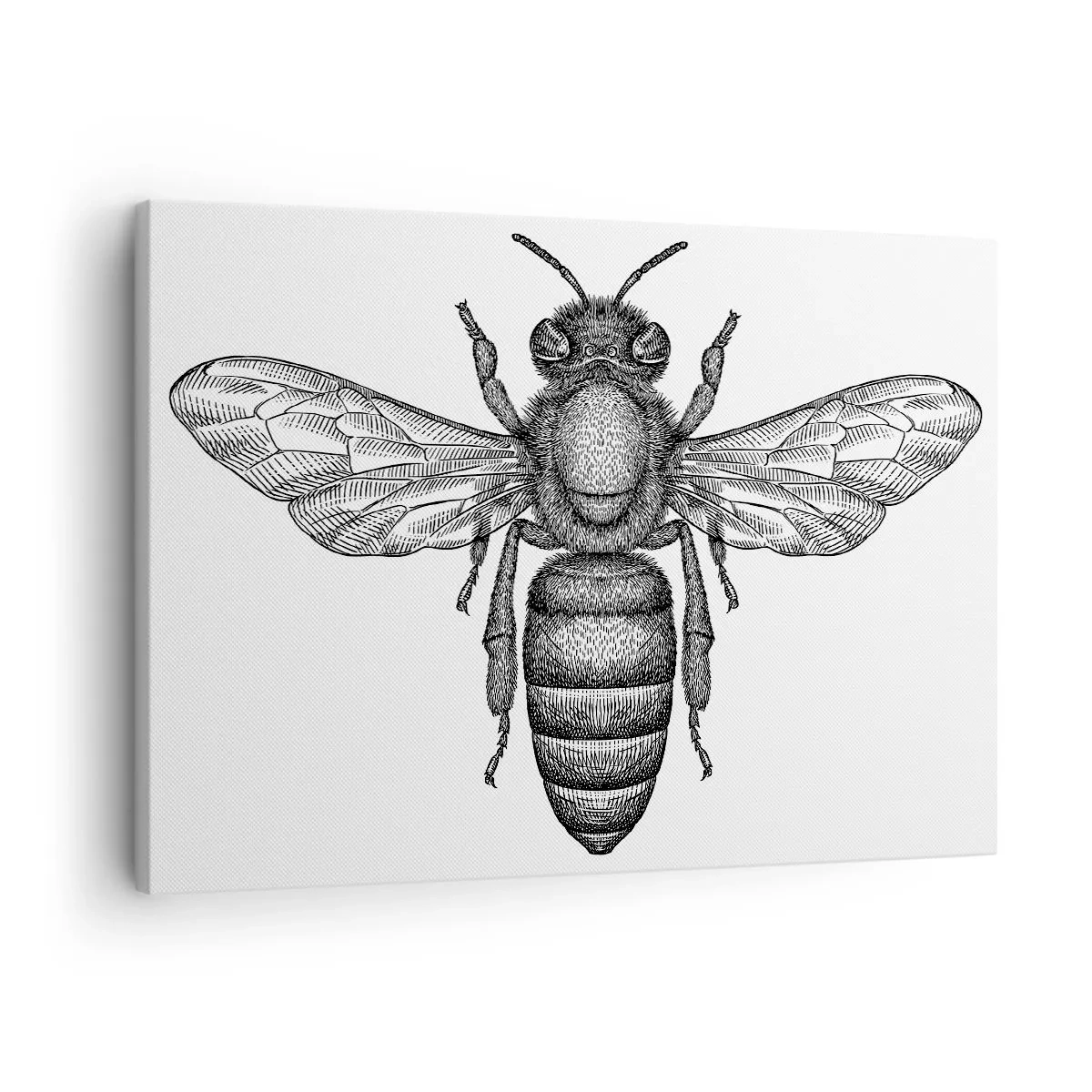 Obraz na plátně - Kreslený motiv včely na bílém pozadí v minimalistickém stylu. - 70x50cm - Hmyzí portrét - Moderní nástěnná dekorace do obývacího pokoje a ložnice ARTTOR