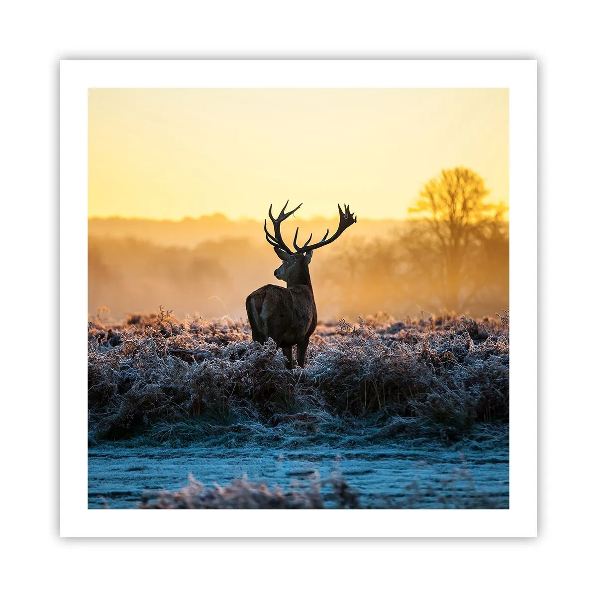 Plakát - Korunován na svém panství - 60x60 cm