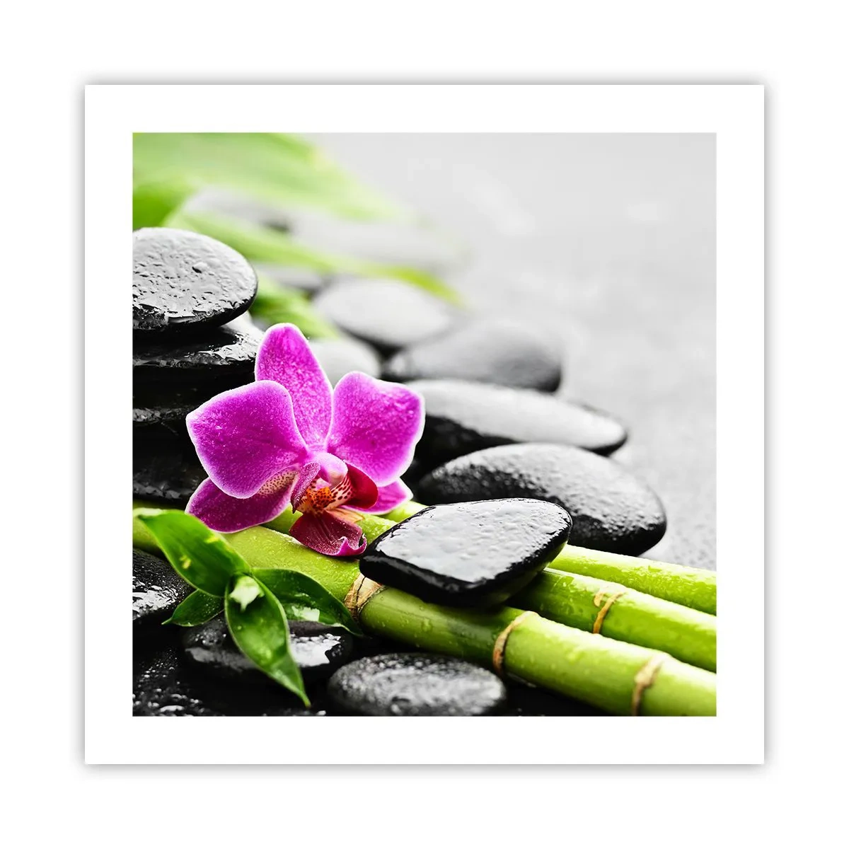 Plakát - V klidné rovnováze - 50x50 cm