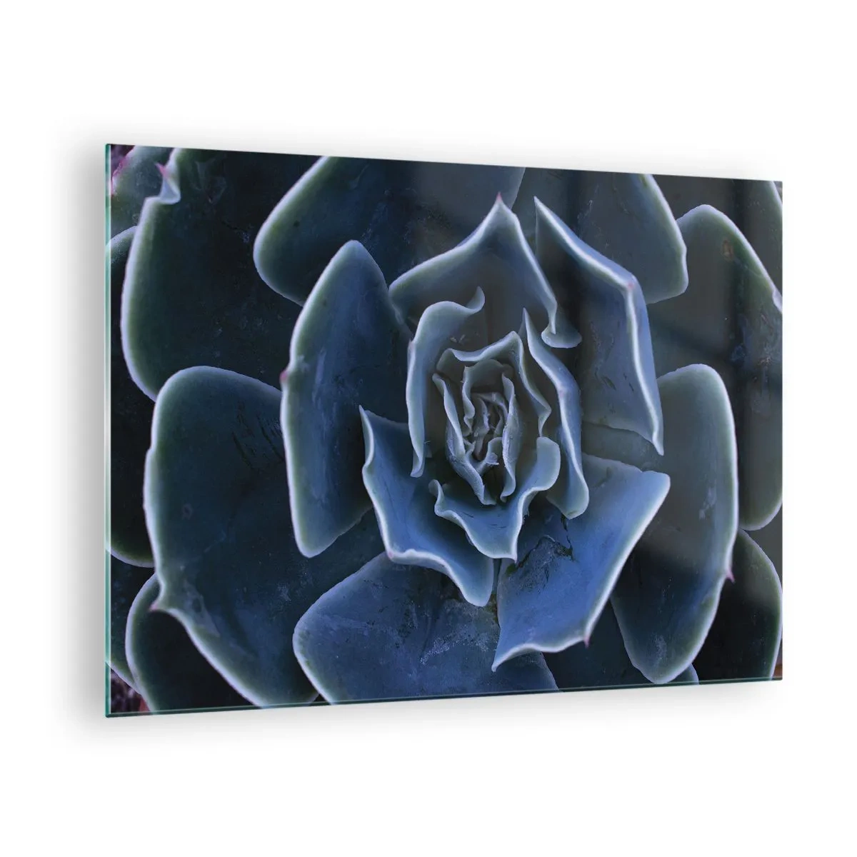 Obraz na skle - Makrofotografie sukulentu v odstínech studené modré - 70x50cm - Pouštní květ - Moderní nástěnná dekorace do obývacího pokoje a ložnice ARTTOR
