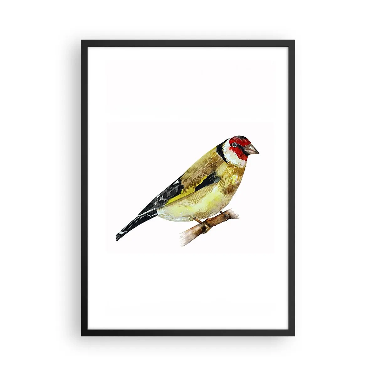 Plakát v černém rámu - Stehlík na větvi ve stylu akvarelu - 50x70cm - Ptáčí portrét - Moderní nástěnná dekorace do obývacího pokoje a ložnice ARTTOR