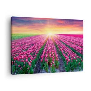 Obraz na plátně - Pole tulipánů při západu slunce - 70x50cm - Farma krásy - Moderní nástěnná dekorace do obývacího pokoje a ložnice ARTTOR