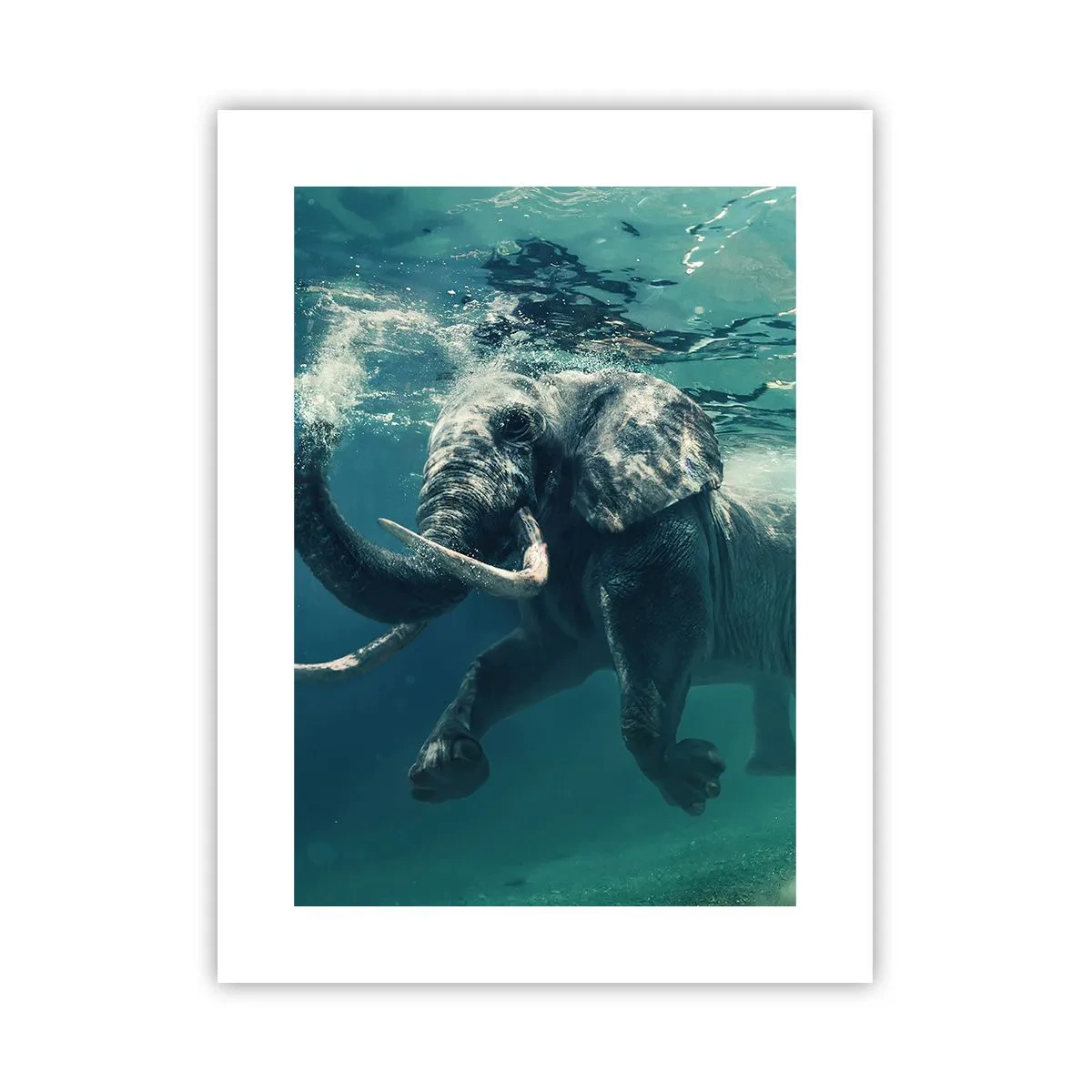 Plakát - Všichni rádi plavou - 30x40 cm