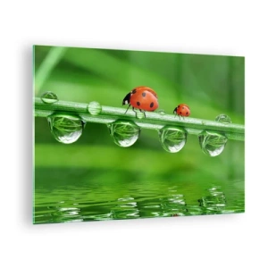 Obraz na skle - Berušky na stéble trávy s kapkami rosy a odrazem ve vodě - 70x50cm - Na cestách celé léto - Moderní nástěnná dekorace do obývacího pokoje a ložnice ARTTOR