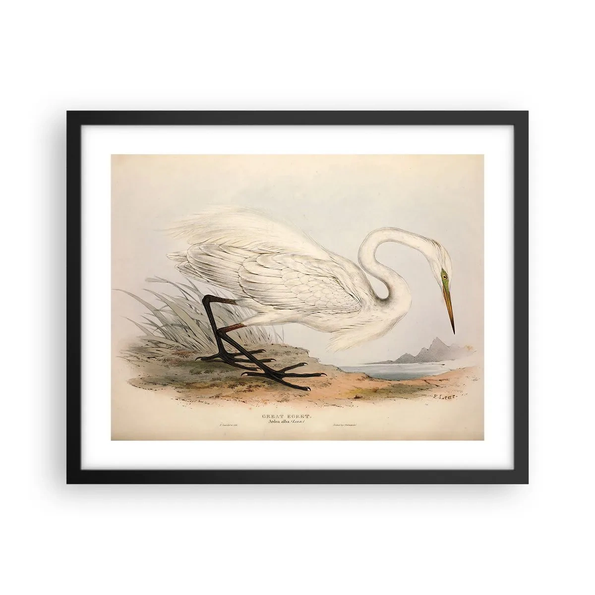 Plakát v černém rámu - Paní rákosin - 50x40 cm