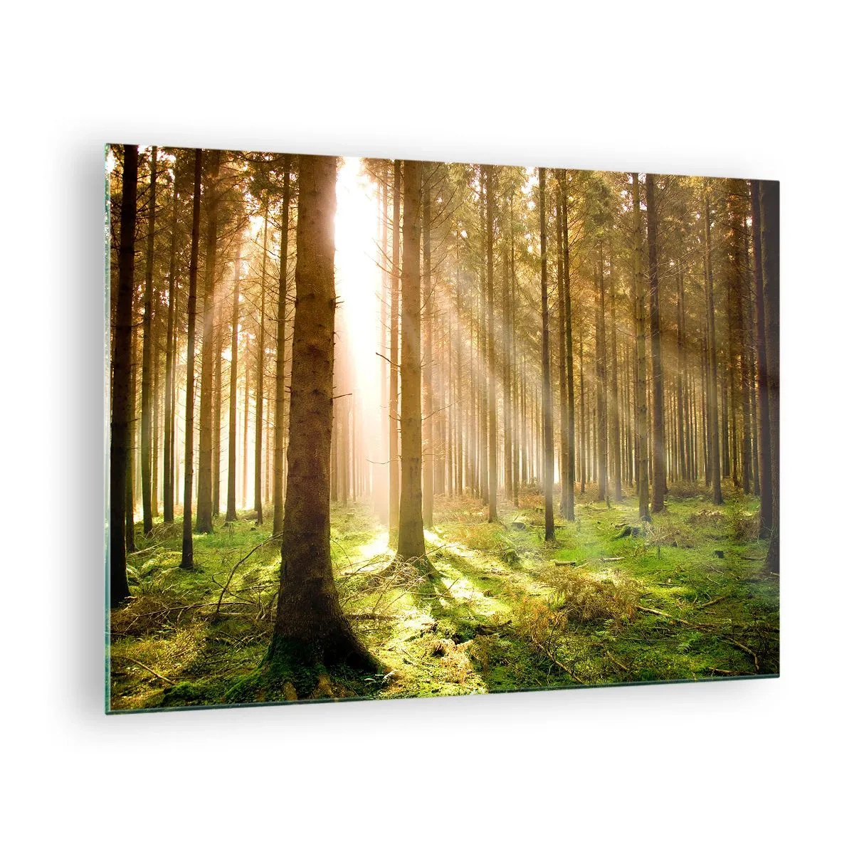 Obraz na skle - Sluneční paprsky pronikající skrz stromy v lese - 70x50cm - Brzy se objeví elfové - Moderní nástěnná dekorace do obývacího pokoje a ložnice ARTTOR