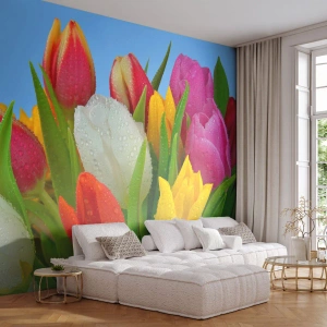 Fototapeta Premium Sand - Květinová duha v kapkách rosy - tulipány, Květiny, Kytice květin - 300x210 cm