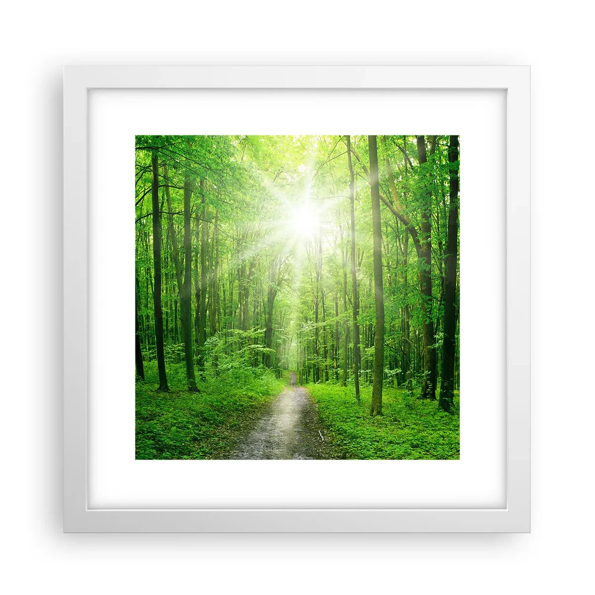 Plakát v bílém rámu - Zelená katedrála - 30x30 cm