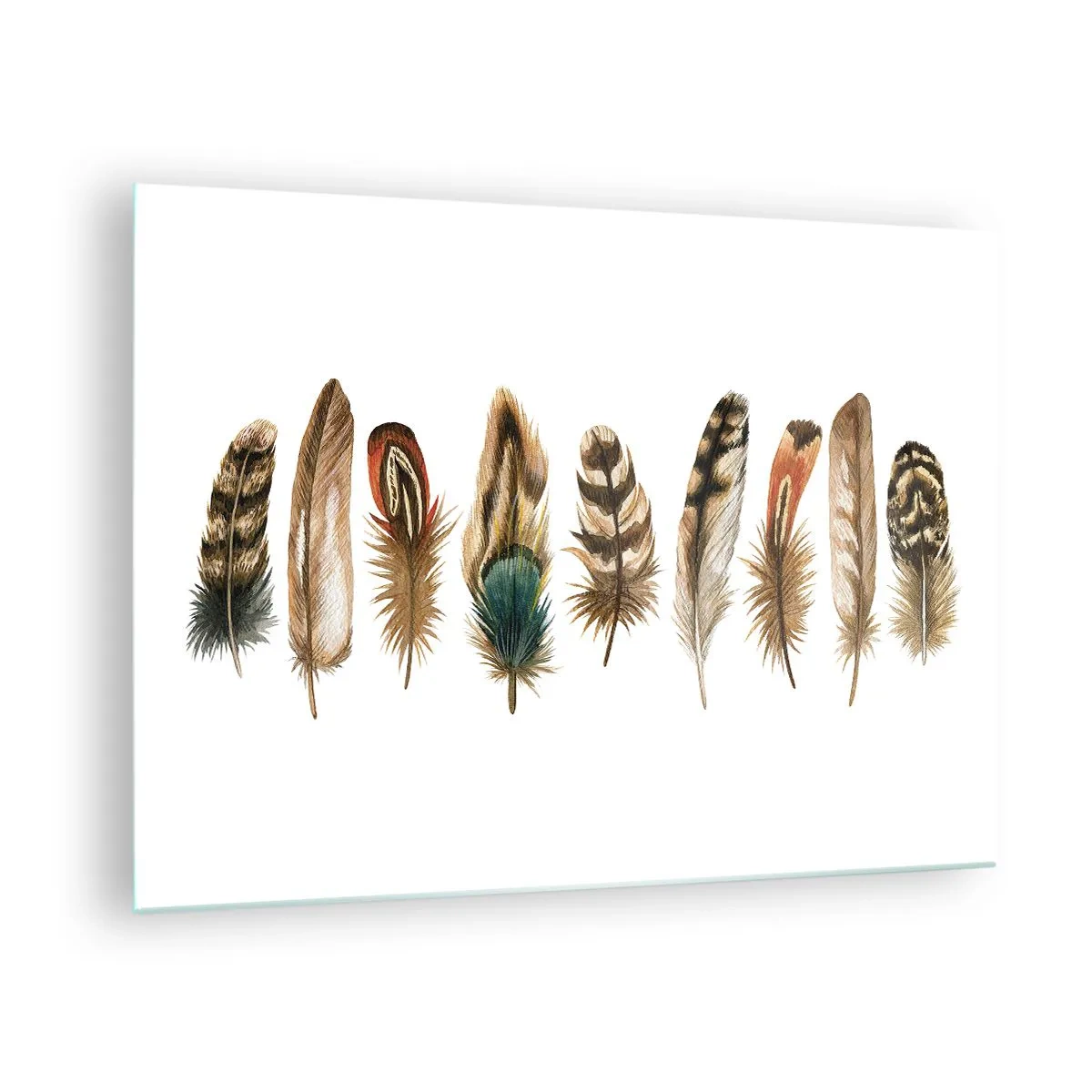 Obraz na skle - Složení barevného peří na bílém pozadí - 70x50cm - Opeřená variace - Moderní nástěnná dekorace do obývacího pokoje a ložnice ARTTOR
