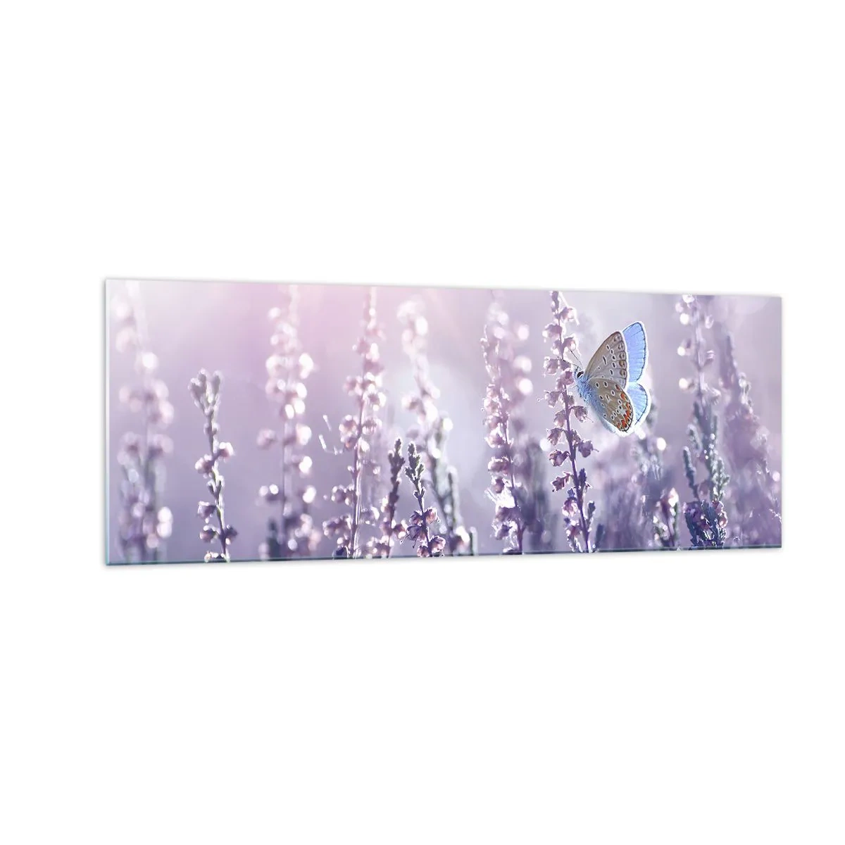 Obraz na skle - Polibek motýla - 140x50 cm