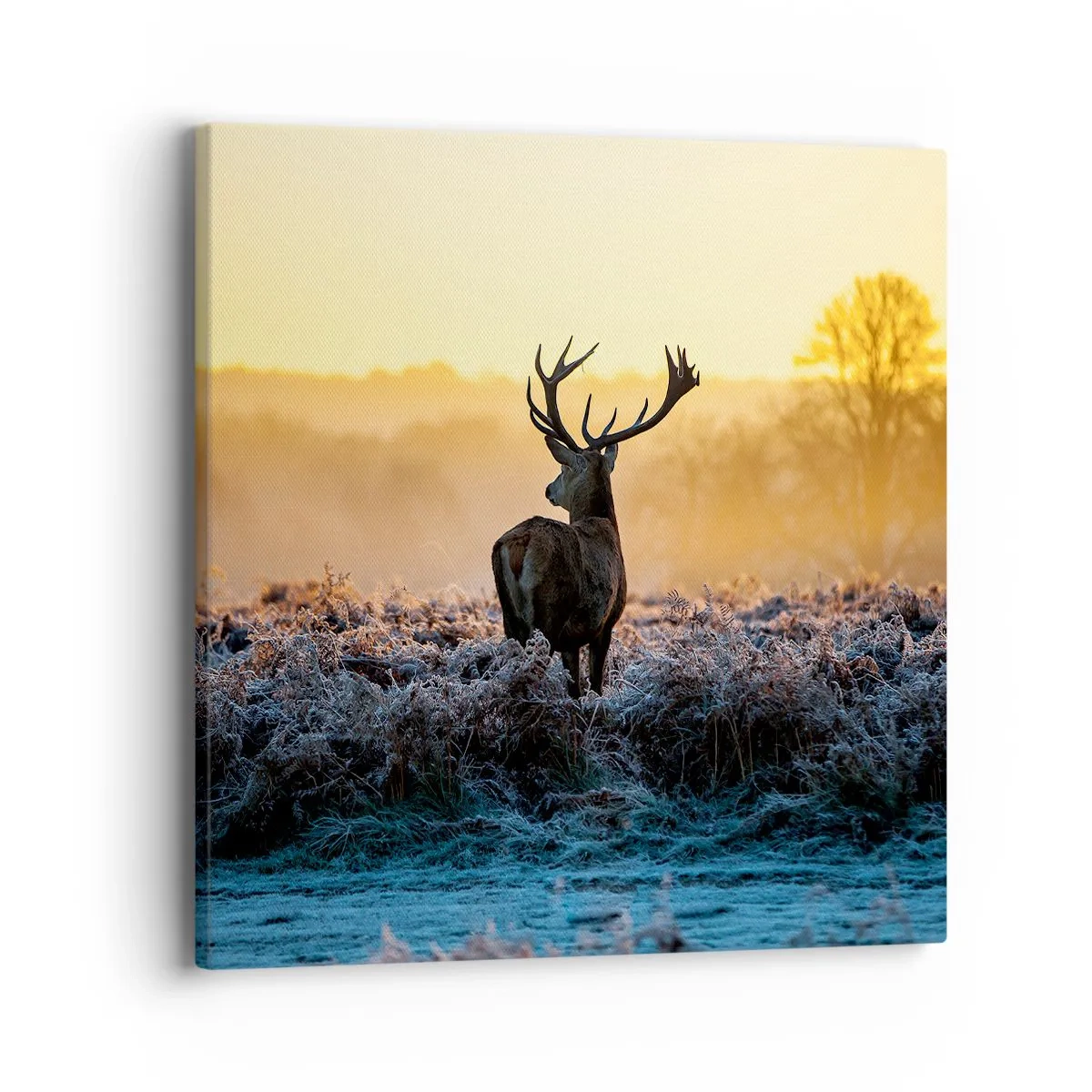 Obraz na plátně - Korunován na svém panství - 40x40 cm