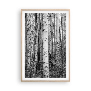 Plakát v rámu světlý dub - Březová kolonáda - 61x91 cm