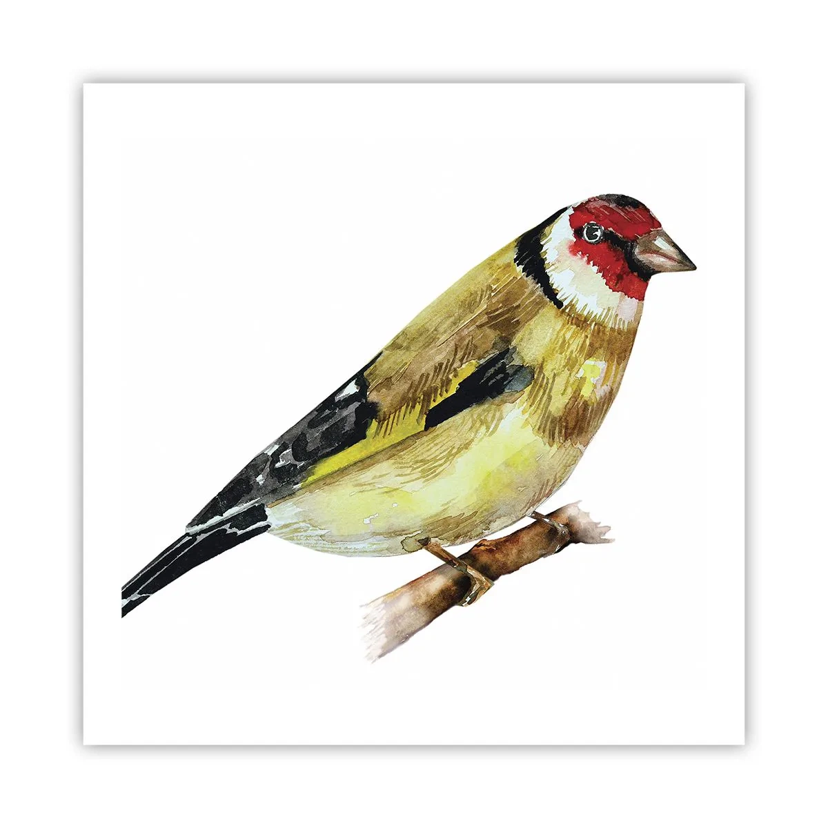 Plakát - Ptáčí portrét - 60x60 cm