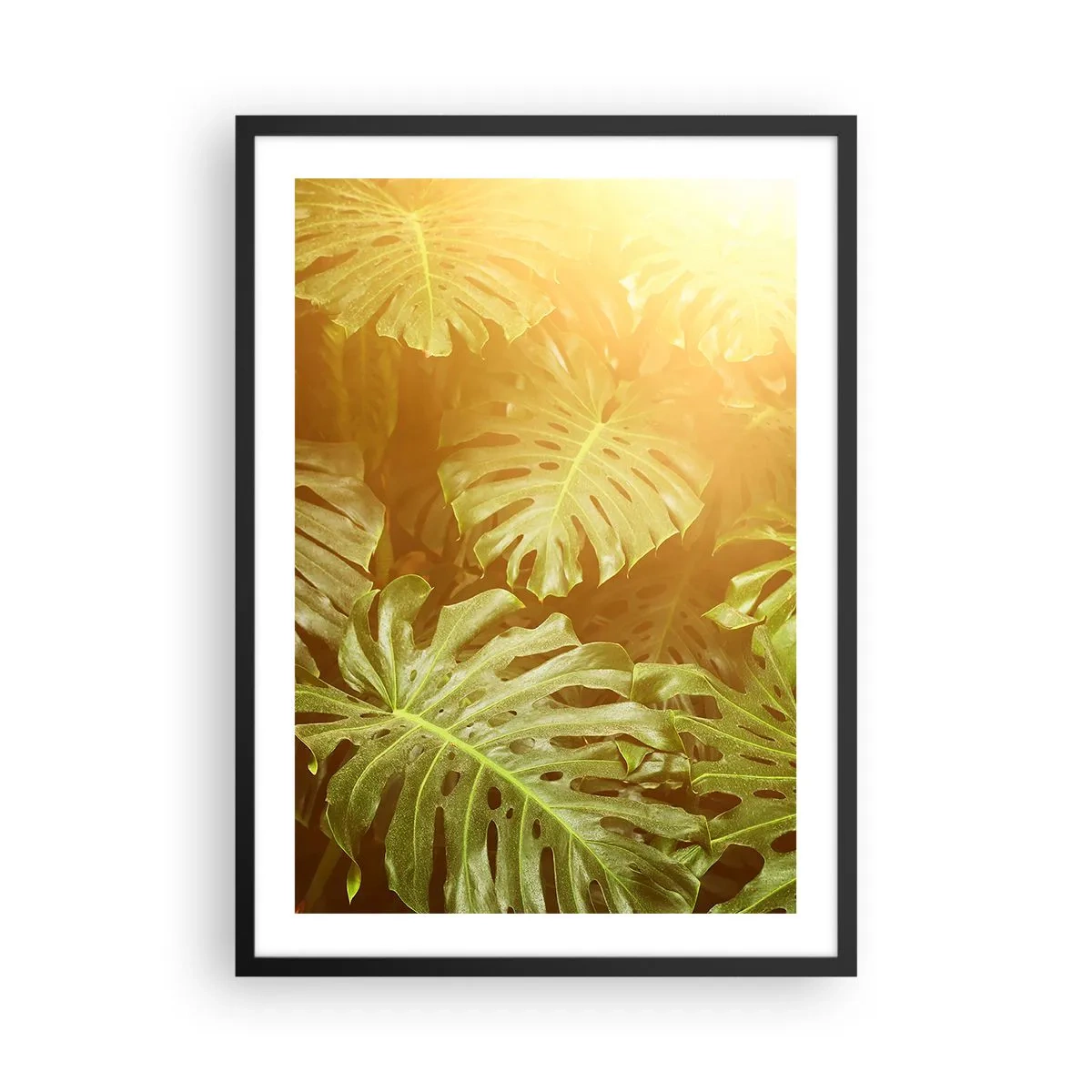 Plakát v černém rámu - Listy monstery ve slunečních paprscích vytvářejí tropickou atmosféru - 50x70cm - Vstoupit do zeleně… - Moderní nástěnná dekorace do obývacího pokoje a ložnice ARTTOR