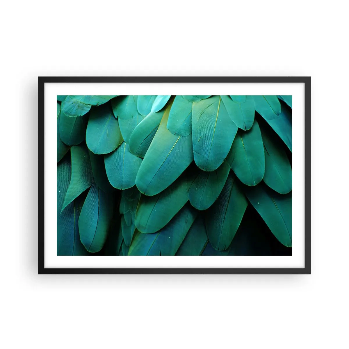 Plakát v černém rámu - Přesnost papouščí povahy - 70x50 cm