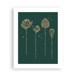 Plakát - Bylinky - 40x50 cm