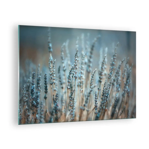 Obraz na skle - Pole levandule v měkkém, chladném světle - 70x50cm - Voňavý lán - Moderní nástěnná dekorace do obývacího pokoje a ložnice ARTTOR